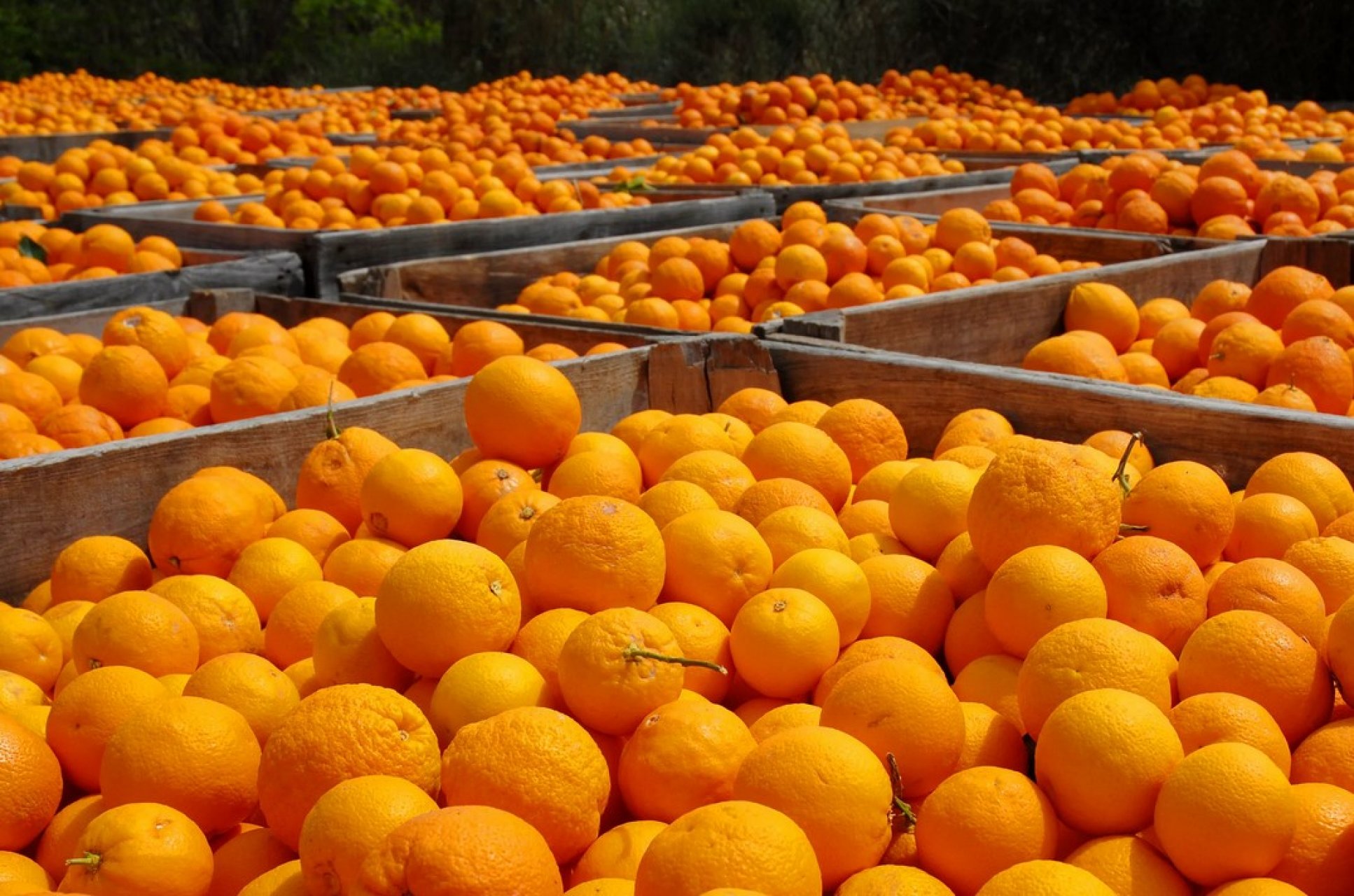 На Кубань в новогодние праздники ввезли 9 тысяч тонн фруктов и овощей
